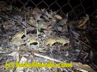 /home//u458753944/public_html/sourcegallery///////////////////////////////////////////Roxborough Toad Detour/2013-2019/2016/2016-03-31/P3310573.JPG
